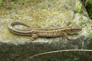 Ještěrka obecná (Lacerta agilis)